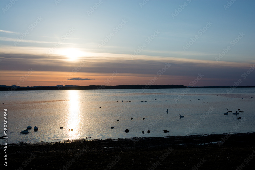 水鳥が浮かぶ湖の夕暮れ