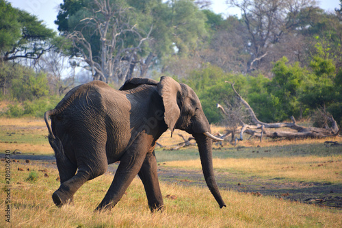 African elephants at Etosha National Park is unique in Africa. The park’s main characteristic is a salt pan so large it can be seen from space. photo