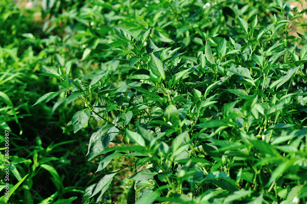 Green chilli pepper plants in growth at vegetable garden Green chilli pepper plants in growth at vegetable garden