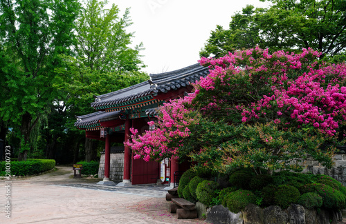 남원 광한루의 배롱나무꽃