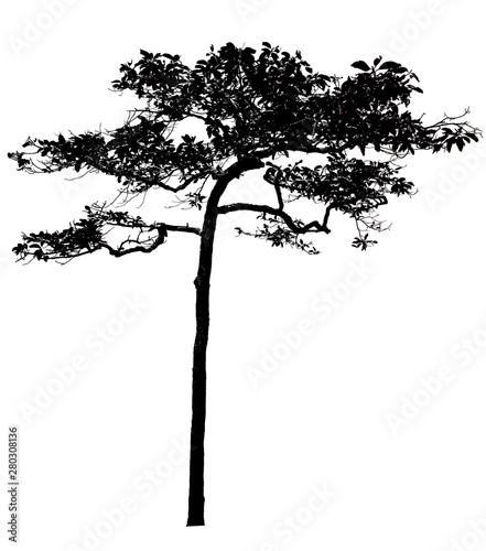 Black shadows, large trees that are completely isolated on a white background.