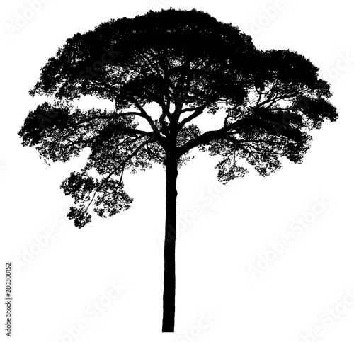 Black shadows, large trees that are completely isolated on a white background.