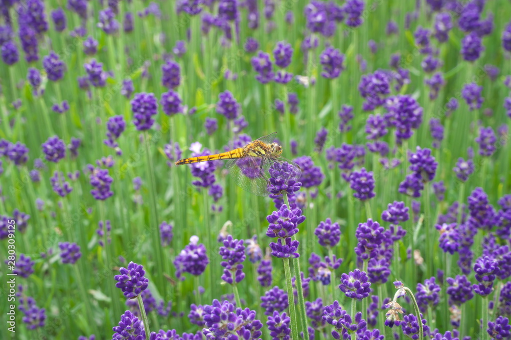 Gunma,Japan-July 24, 2019: A dragonfly on Lavender or lavandula in a garden in Gunma