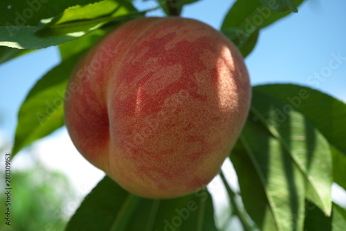 Gunma,Japan-July 24, 2019: Fresh peach fruits on a tree