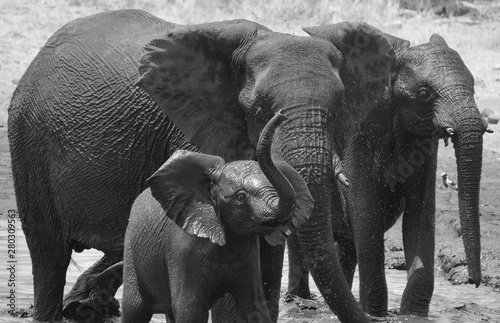 Elephants covered of black mud (Etosha National Park) Namibia Africa located in the Kunene region and shares boundaries with the regions of Oshana, Oshikoto and Otjozondjupa. photo