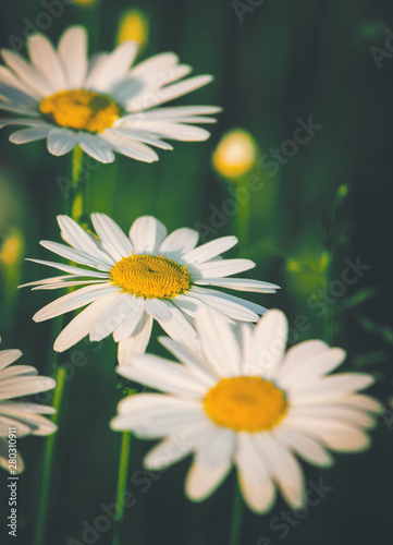 vintage spring daisies