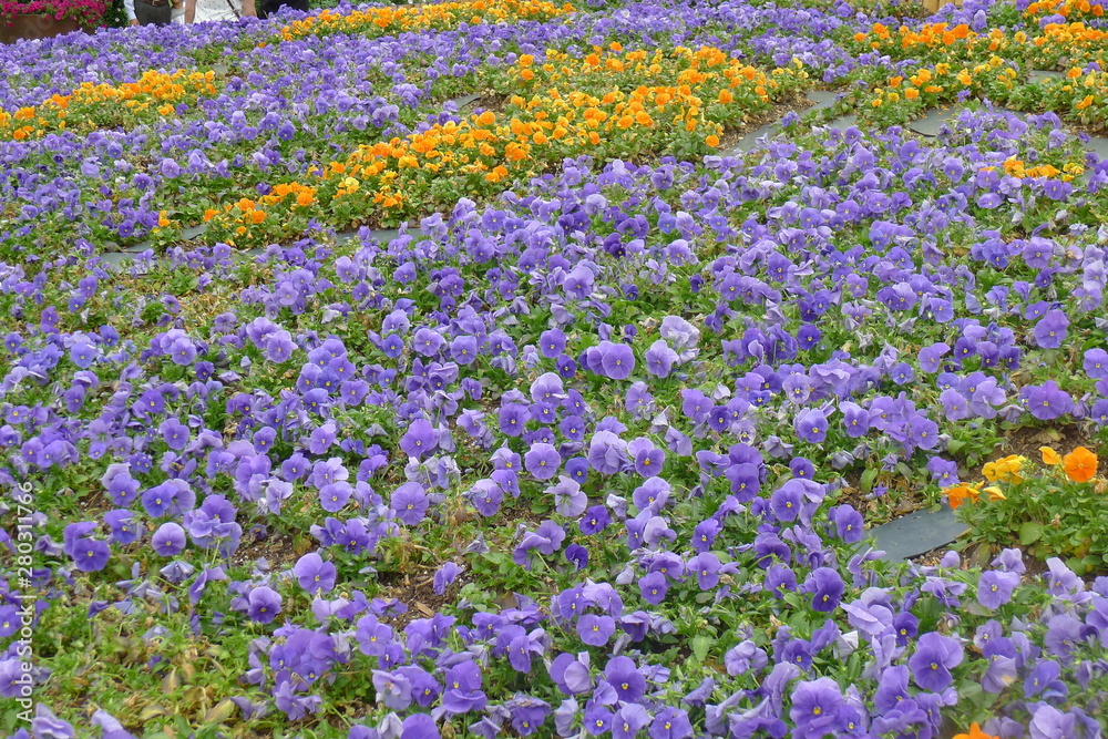 Viola Field in Dallas Arboretum and Botanical Garden Viola Field in Dallas Arboretum and Botanical Garden