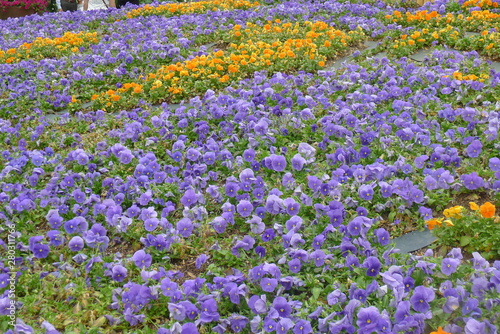 Viola Field in Dallas Arboretum and Botanical Garden