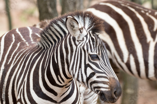 Zebra head protrait