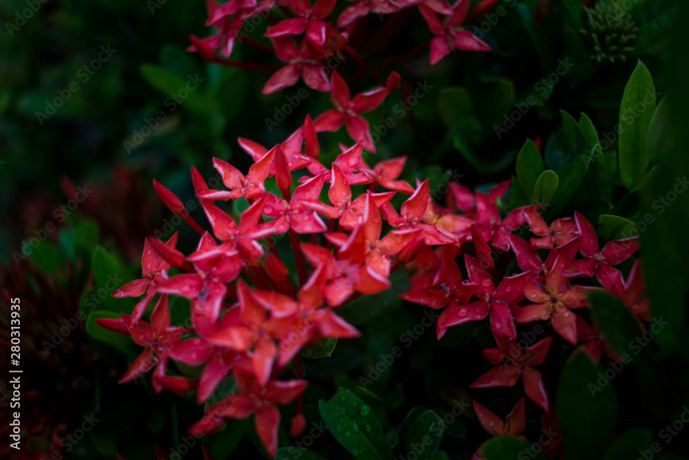 Water drops on flower Ixora red after rain Water drops on flower Ixora red after rain