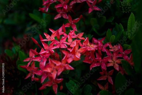 Water drops on flower Ixora red after rain