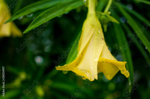 Beautiful Lucky nut yellow flower with  water after rain