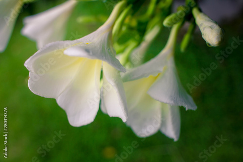 Beautiful white plumeria flowers with water drops after rain