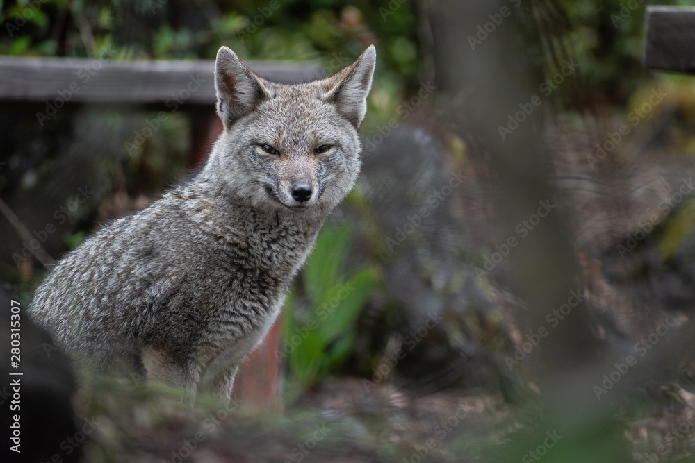 Obraz premium Zorro gris o chilla en Parque Nacional Vicente Pérez Rosales. Chile