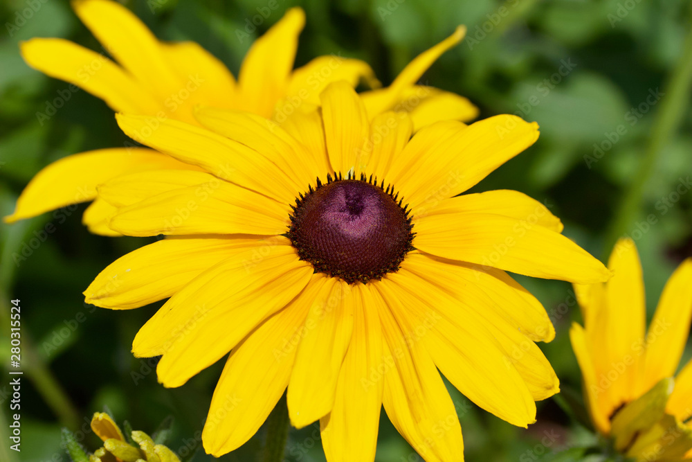 Close up view of a single bright yellow rudbeckia (Black-eyed-Susan) flower Close up view of a single bright yellow rudbeckia (Black-eyed-Susan) flower