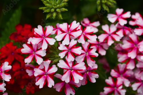 Close up view of beautiful pink and white impatiens flowers blooming in a shady garden