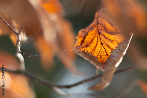Orange Backlit Leaf
