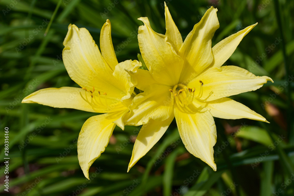 Close up view of bright yellow daylily flowers with green foliage background Close up view of bright yellow daylily flowers with green foliage background
