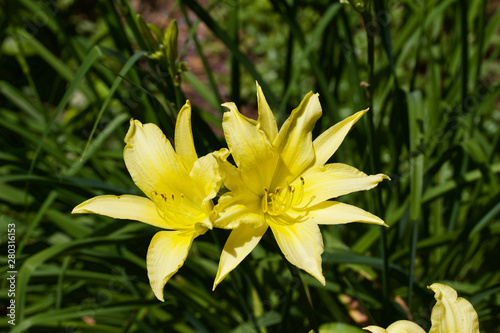 Close up view of bright yellow daylily flowers with green foliage background