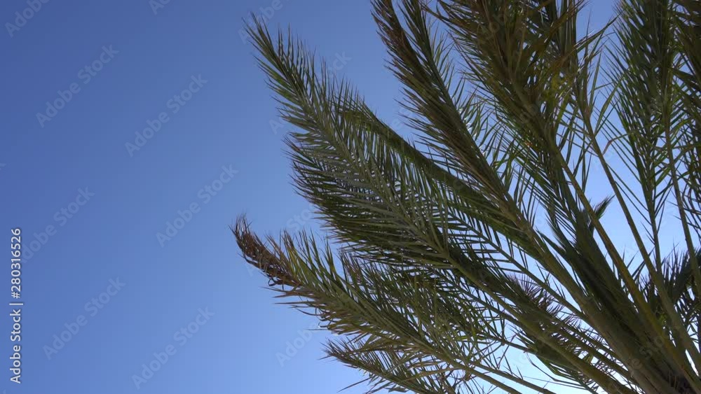 Californian palm leaves fluttering in the wind against a blue sky. Bottom view. Bright sunny day. Santa Monica, California, United States Californian palm leaves fluttering in the wind against a blue sky. Bottom view. Bright sunny day. Santa Monica, California, United States