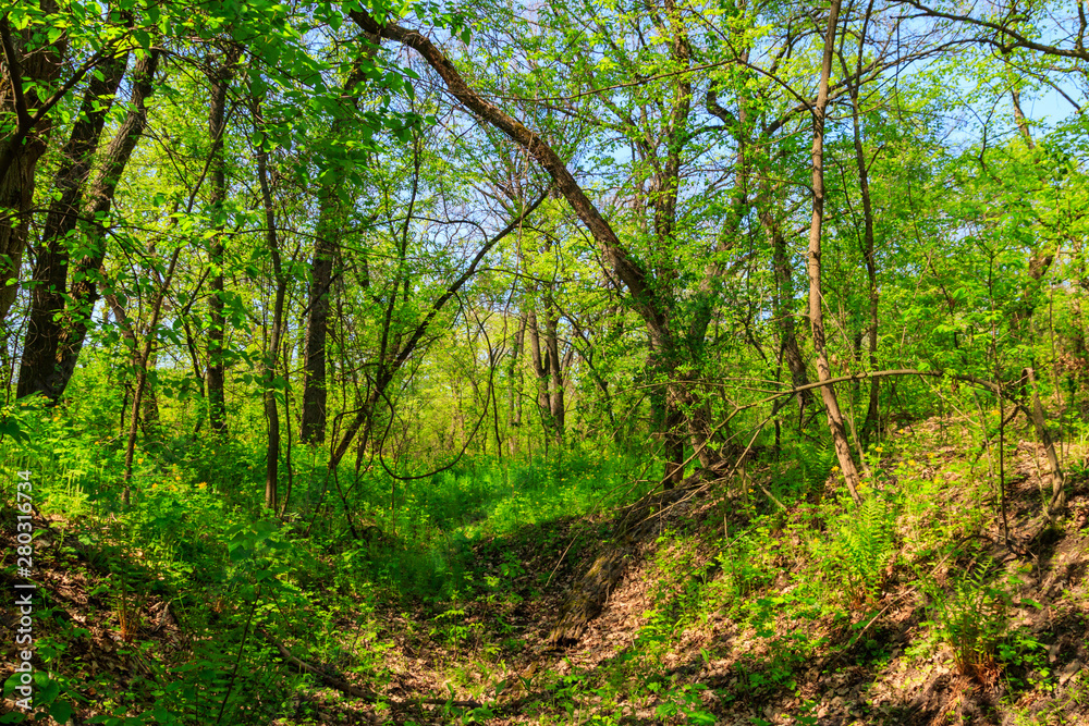 Naklejka premium View of green forest at spring