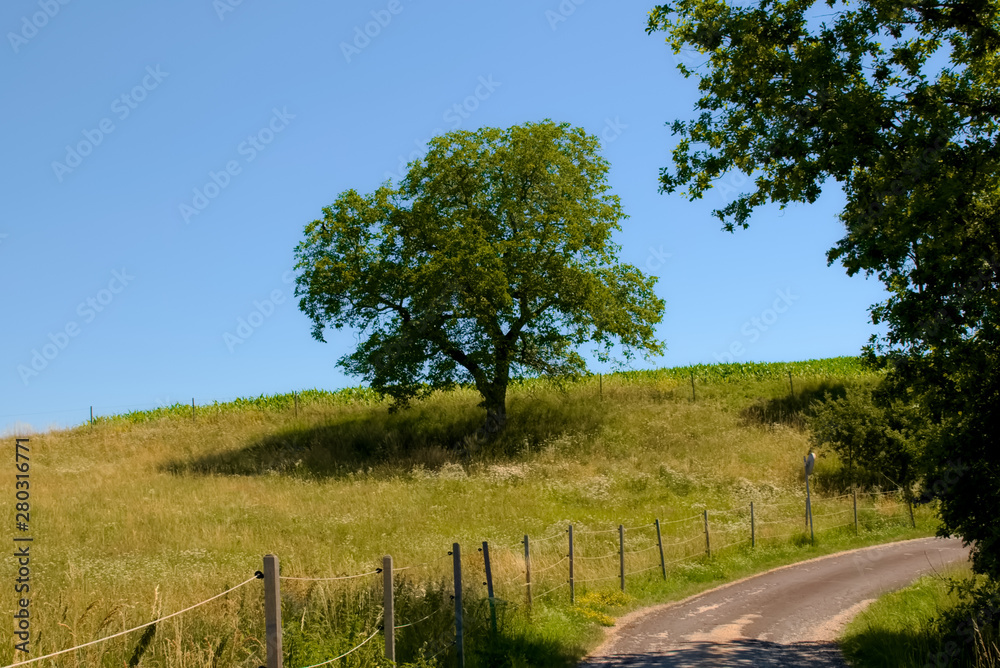 Road in the countryside with tree meadow and blue sky Road in the countryside with tree meadow and blue sky