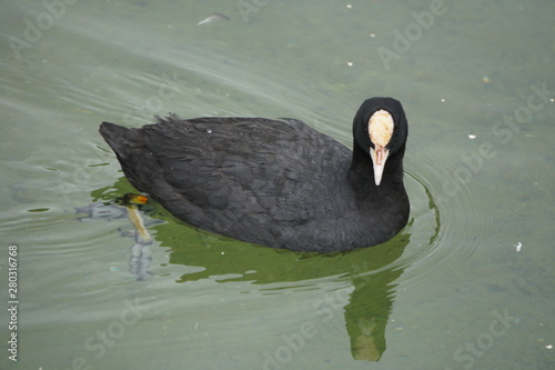 focha comun, Fulica atra en laguna dulce de campillos malaga photo