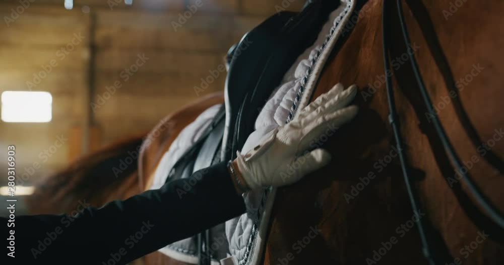 Cinematic slow motion close up of young female horsemanship master dressed in a professional apparel is caressing her bay horse before to start practising exercises for competition of horse racing Cinematic slow motion close up of young female horsemanship master dressed in a professional apparel is caressing her bay horse before to start practising exercises for competition of horse racing