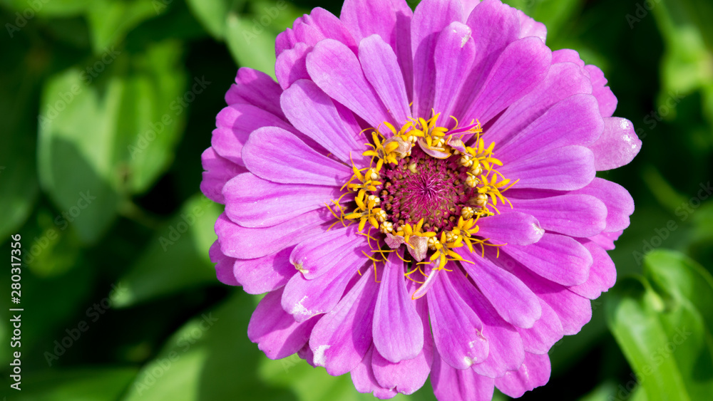 flower flower