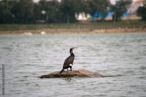 Cormorant relaxing