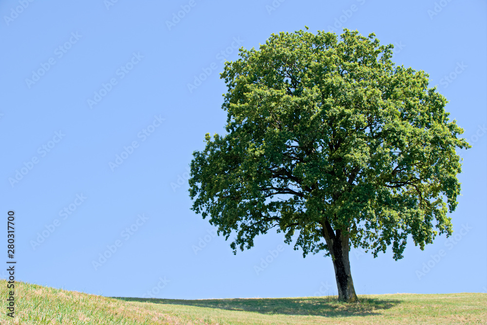 Tree with blue sky as background Tree with blue sky as background