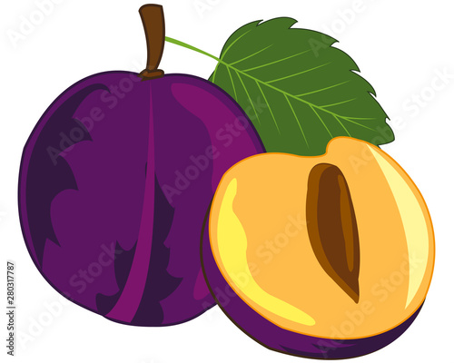 Ripe fruit plum on white background is insulated