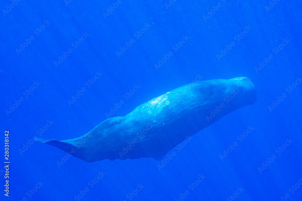 Physeter macrocephalus Sperm whale マッコウクジラ