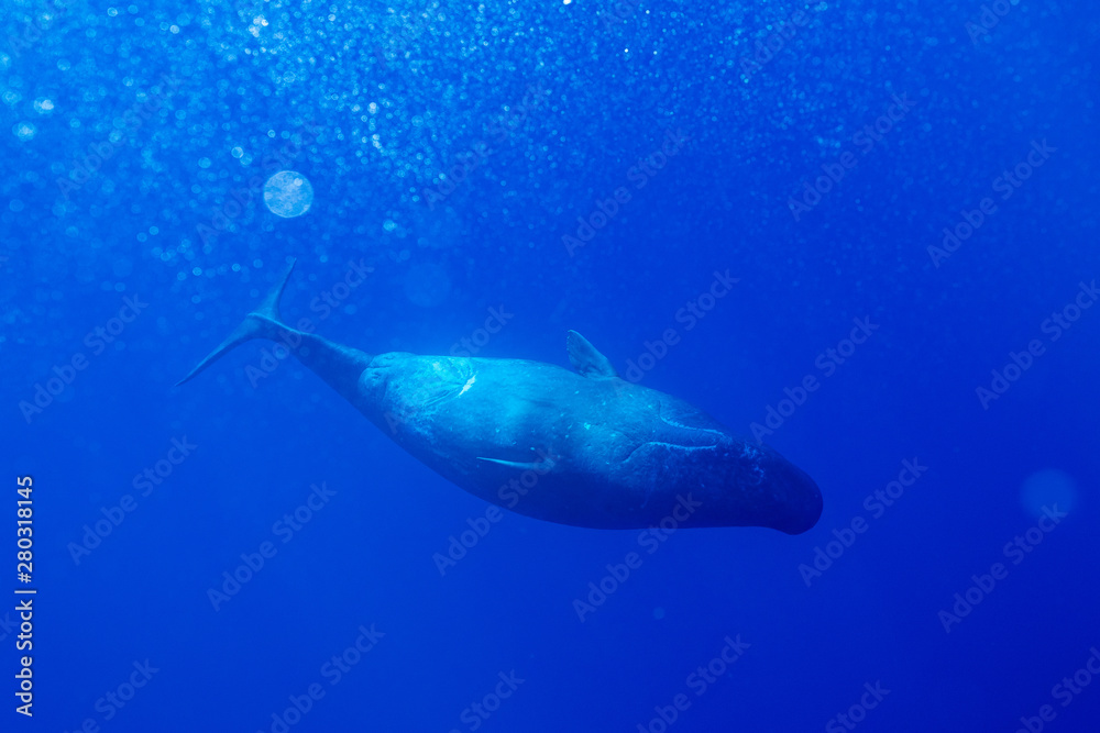 Fototapeta premium Physeter macrocephalus Sperm whale マッコウクジラ
