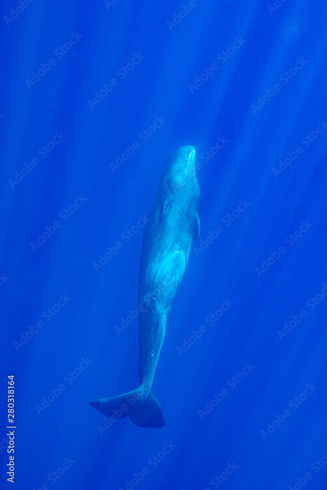 Physeter Macrocephalus Sperm Whale マッコウクジラ Stock 写真 Adobe Stock