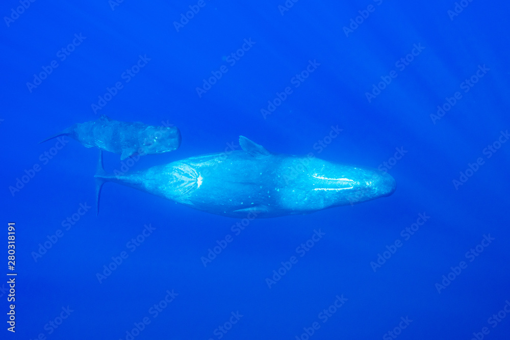 Fototapeta premium Physeter macrocephalus Sperm whale マッコウクジラ