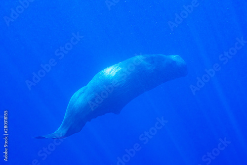 Physeter macrocephalus Sperm whale                      