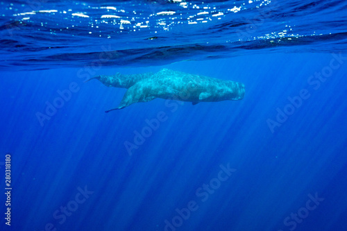 Physeter macrocephalus Sperm whale マッコウクジラ © Earth theater