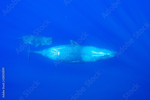 Physeter macrocephalus Sperm whale マッコウクジラ © Earth theater