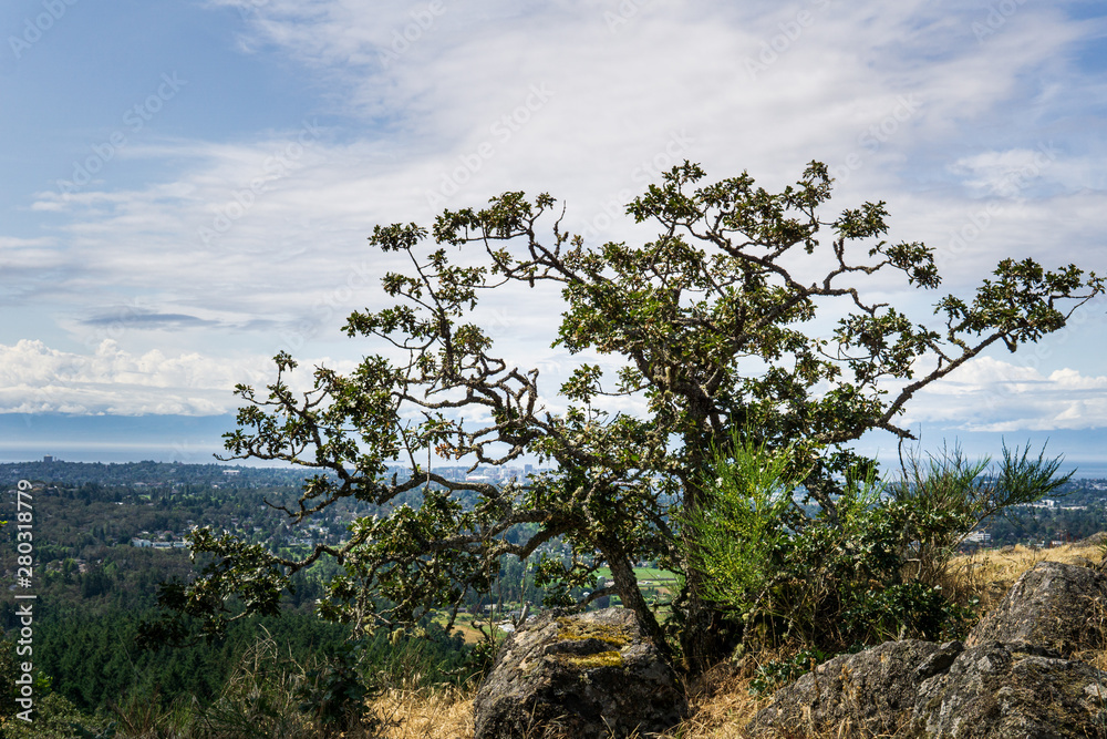 big tree on the top of the mountain in mount Douglas park Victoria british columbia.