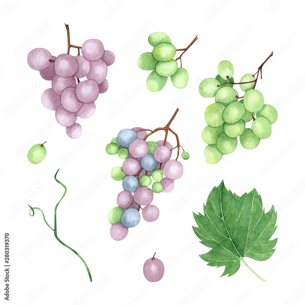 Watercolor set of grapes. Hand drawn botanical illustration isolated on white background. Perfect for print, textile, wrapping paper