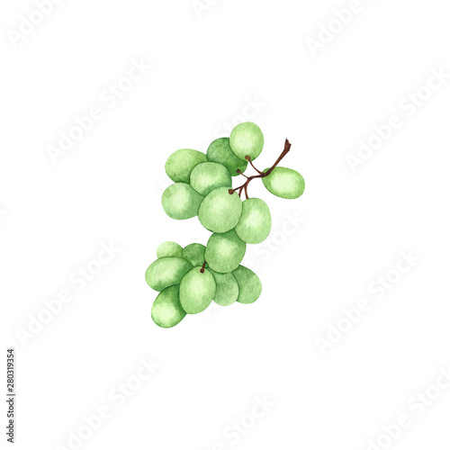 Watercolor bunch of grapes. Hand drawn botanical illustration isolated on white background