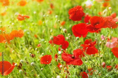 Red poppy flowers blossom, yellow sunlight on green grass blurred background close up, beautiful poppies field in bloom on sunny summer day landscape, spring season nature sun shine meadow, copy space