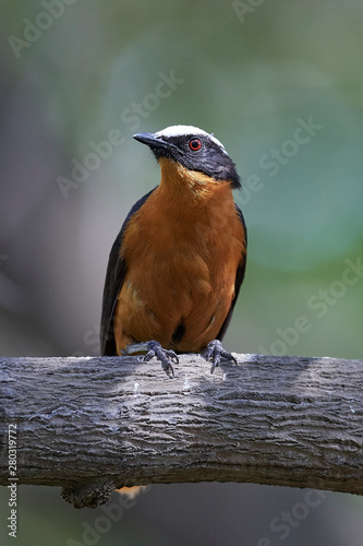 White-crowned robin-chat (Cossypha albicapilla) photo
