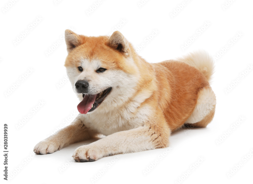 Cute Akita Inu dog isolated on white