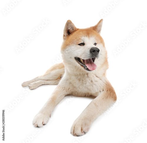 Fototapeta Naklejka Na Ścianę i Meble -  Cute Akita Inu dog isolated on white