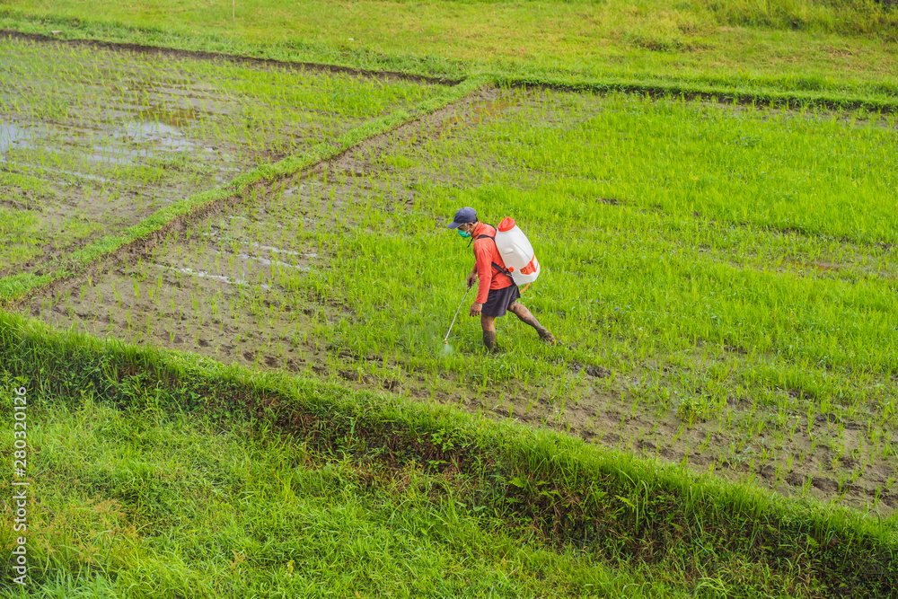 Farmer spraying pesticide to rice by insecticide sprayer with a proper protection in the paddy field