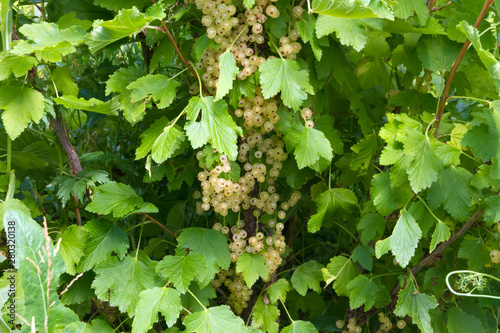 White currant in the summer sunny garden