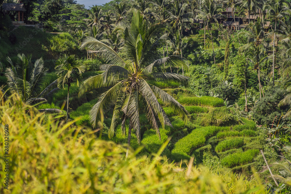 Fototapeta premium Panoramic view of the cascading rice terraces