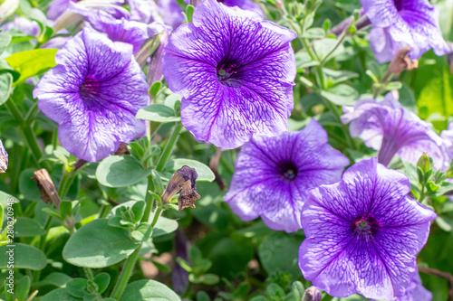 Blooming purple petunia flower on a green background